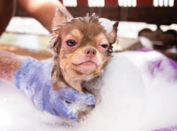 dog getting a bath for healthier skin