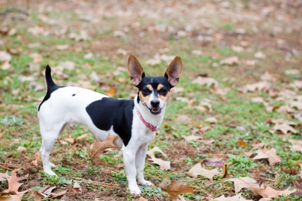 rat terrier dog standing outside