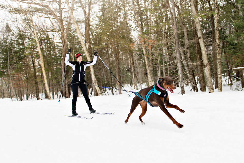 Doberman skijoring in forest with woman