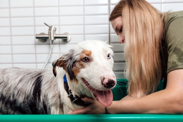 8 Best Dog Shampoos for Australian Shepherds in 2024 Reviews & Top