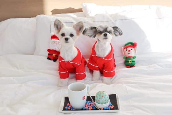 Papitese dog influencers dressed for christmas