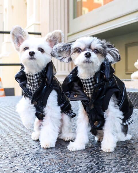 maltese papillon mix dogs wearing leather vests