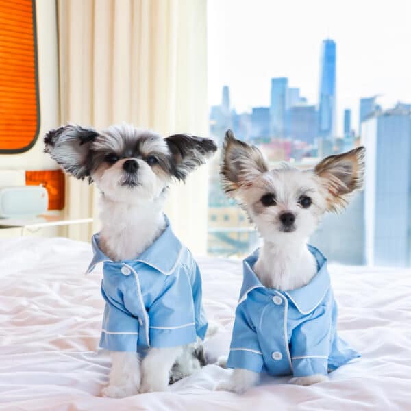 papitese dog influencers in their pajamas