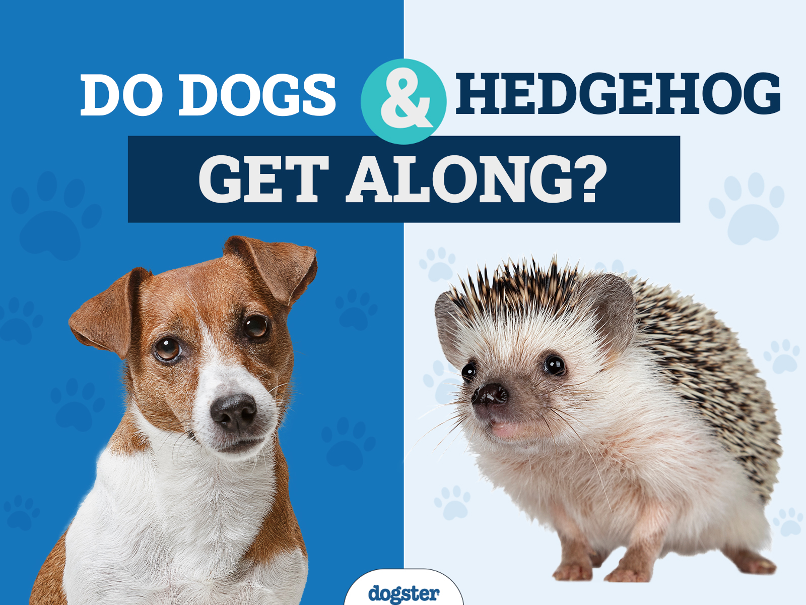Do Dogs and Hedgehog Get Along