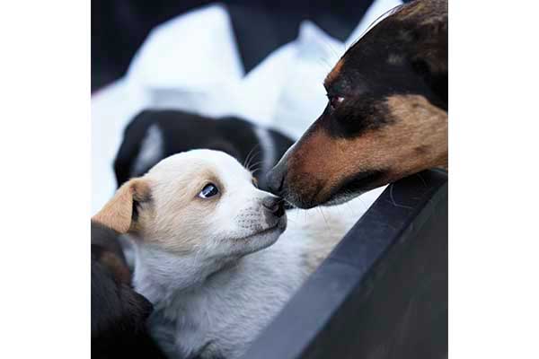 refugee dogs touching noses