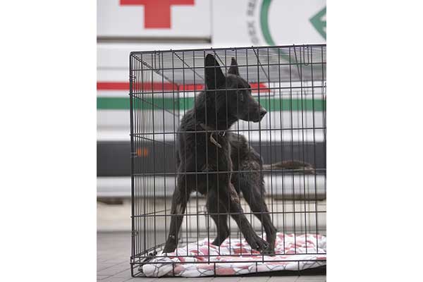 black shepherd mix rescue dog