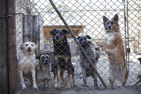 4 refugee dogs in shelter