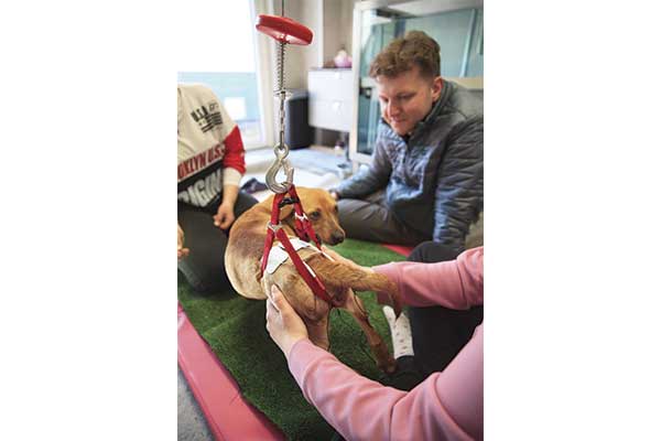 veterinarian giving dog physical therapy