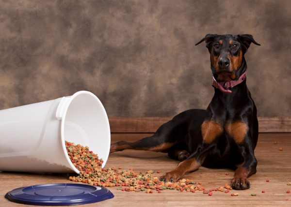 doberman-sitting-next-to-a-bucket-full-of-food