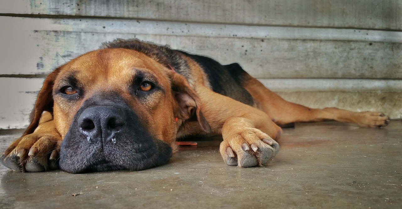 dog lying on the ground with wet nose