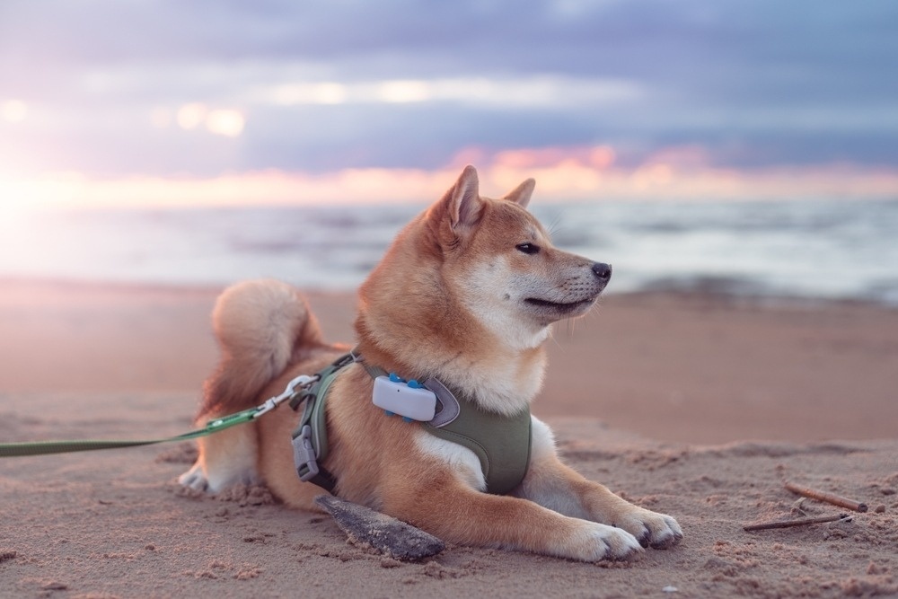 shiba inu puppy dog with collar tracker lying on the beach