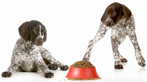 two german shorthaired pointer dogs and a bowl of food