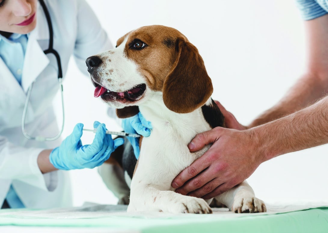 cropped image of man holding beagle while veterinarian doing injection by syringe to it