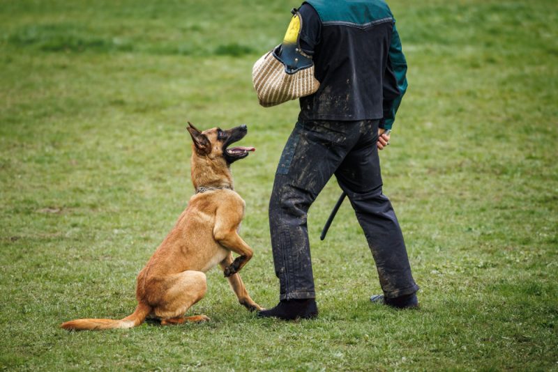 Belgian malinois dog doing bite and defense work with police dog handle or obedience training