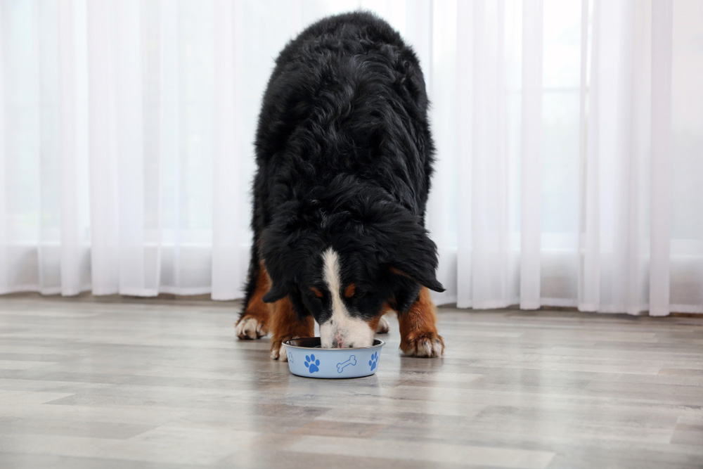 Bernese mountain dog eating from bowl on floor