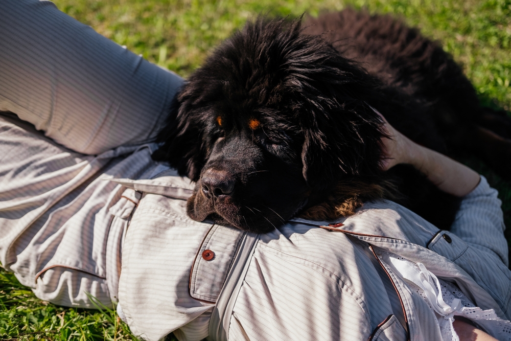 Black Tibetan Mastiff laying on woman outdoors
