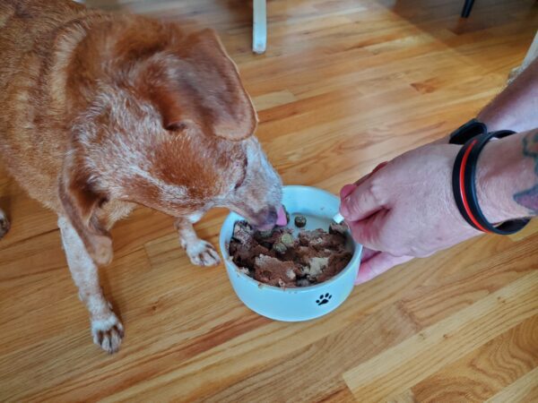 giving probiotic to dog in food