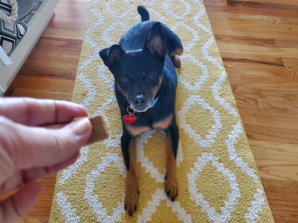 using treat to teach dog to roll over