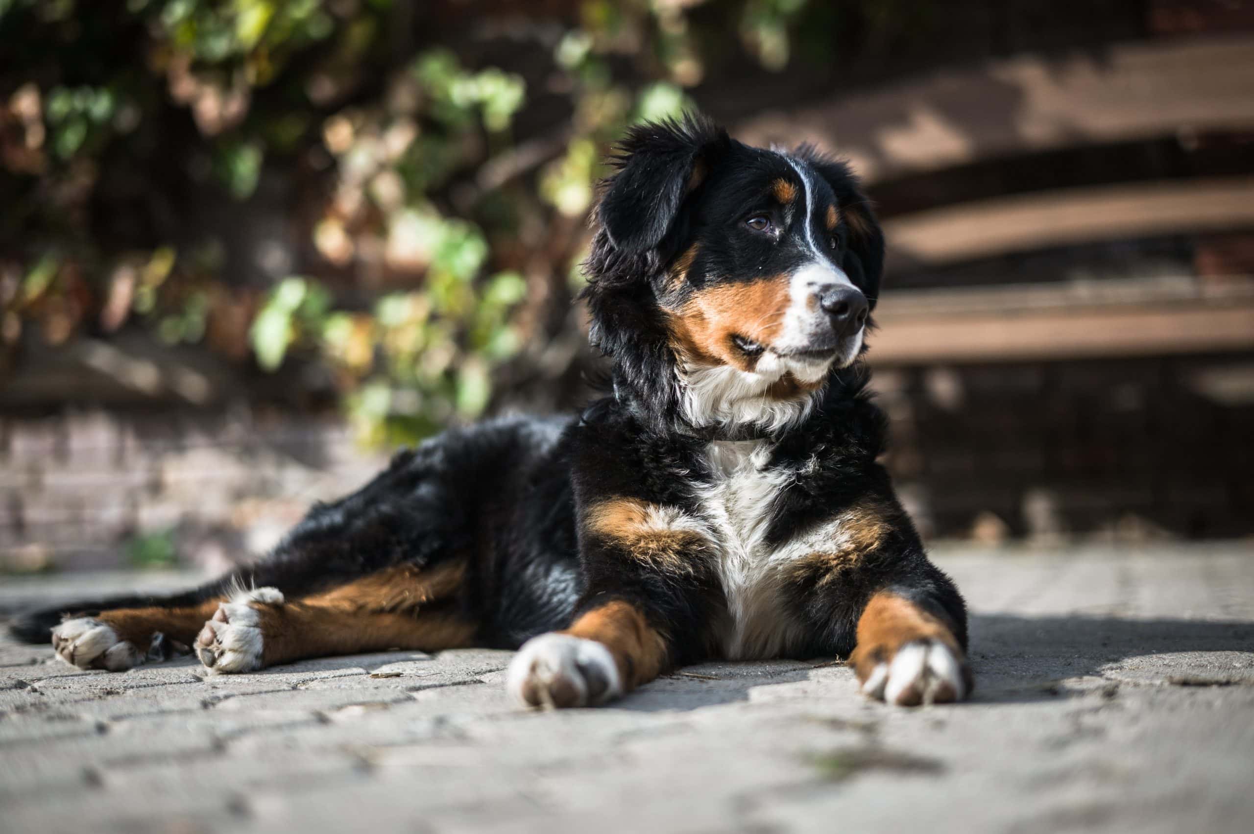 bernese mountain dog sitting on the ground