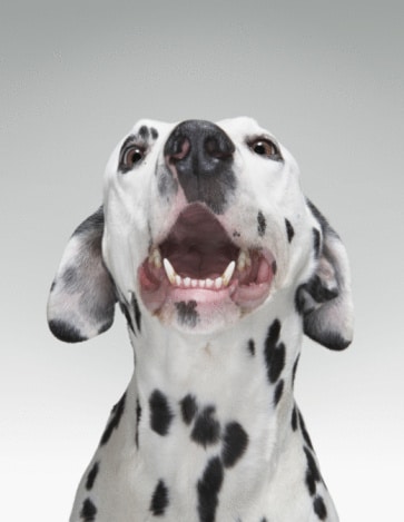 Dalmatian dog having hiccups