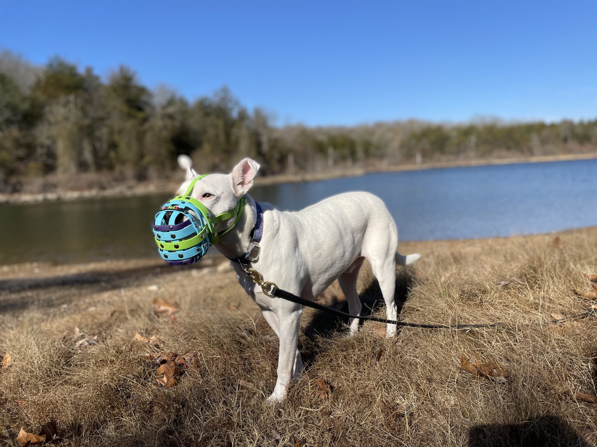 Do You Need a Dog Muzzle Muzzle Training