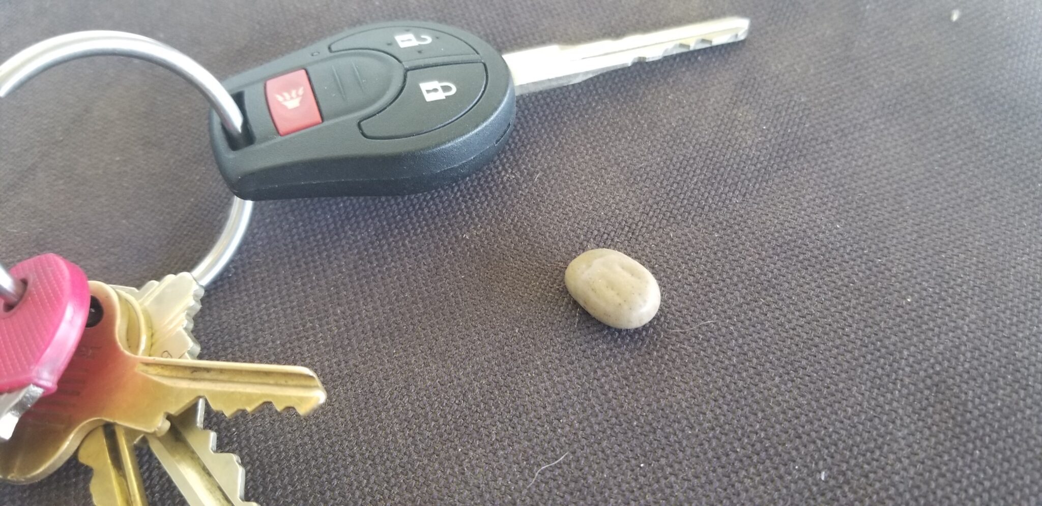How to Remove a Tick From a Dog Dog Tick Removal