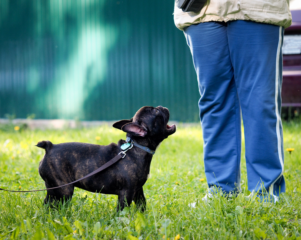 french-bulldog-barking-at-a-person