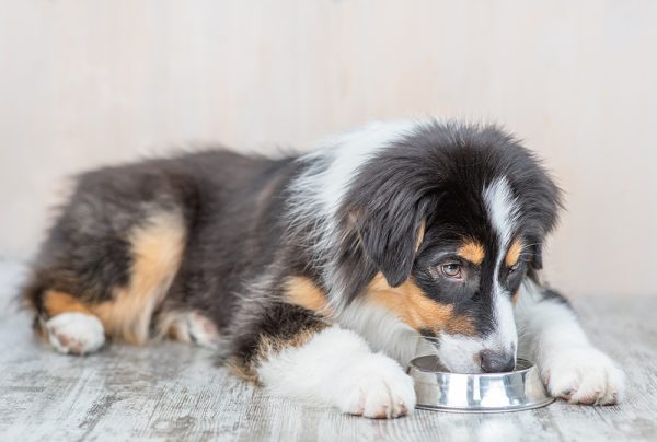mini australian shepherd eating from a bowl