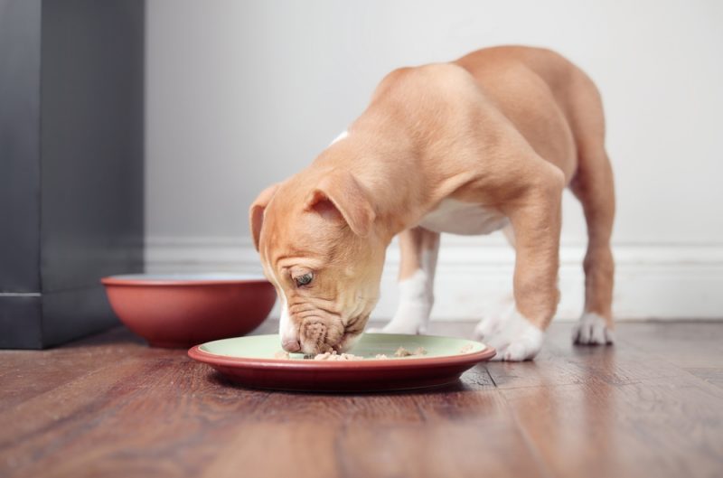 pitbull puppy eating from plate
