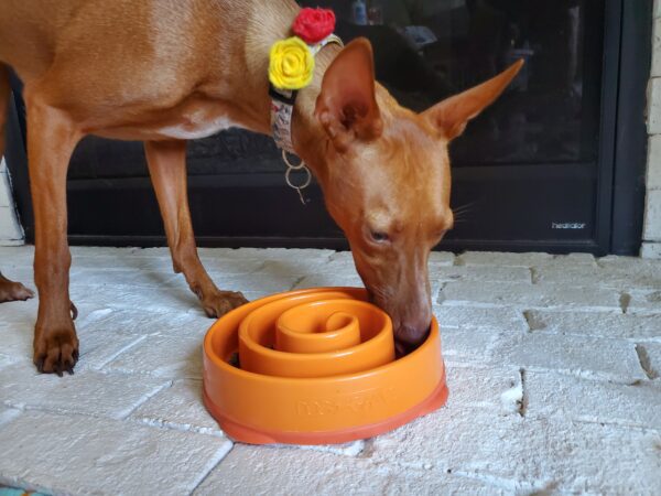 dog eating out of slow feeder bowl to prevent dog hiccups