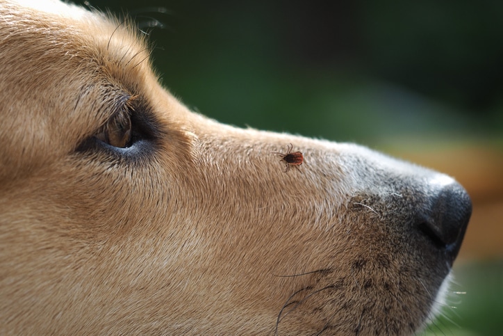 identifying tick bites on dogs tick on dog face