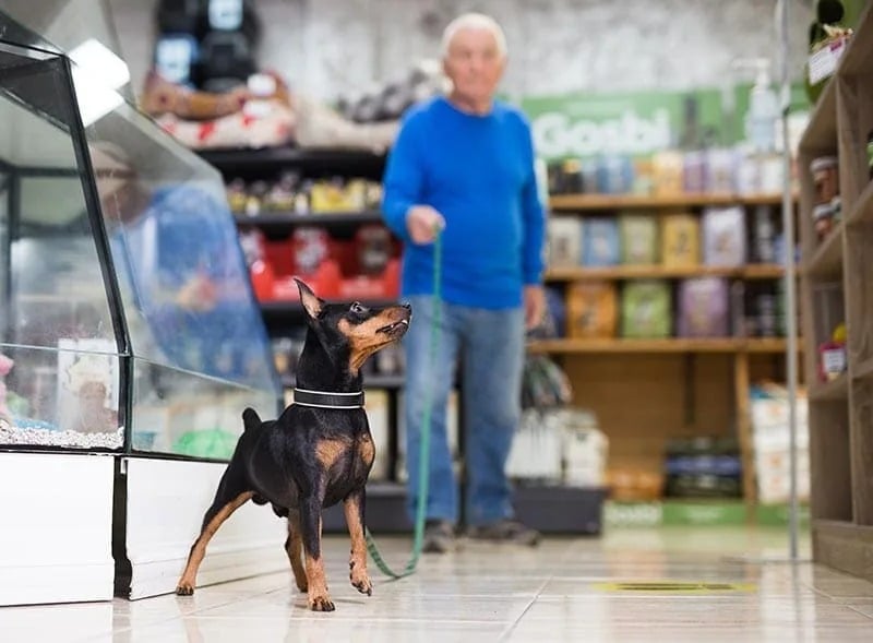 Doberman pinscher dog on leash