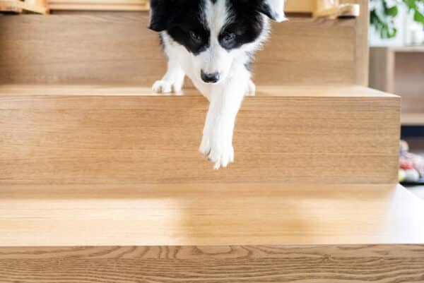 Dog Staircase