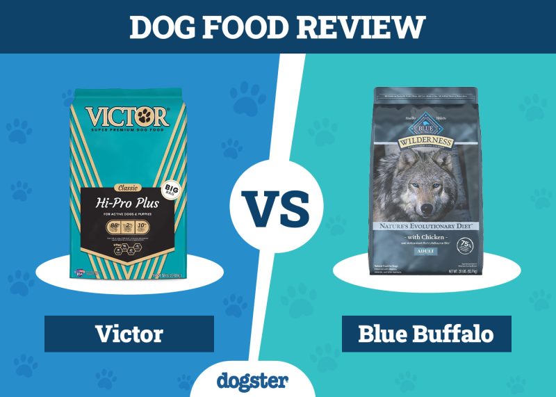 Dogster_Dog Food Victor VS Blue Buffalo