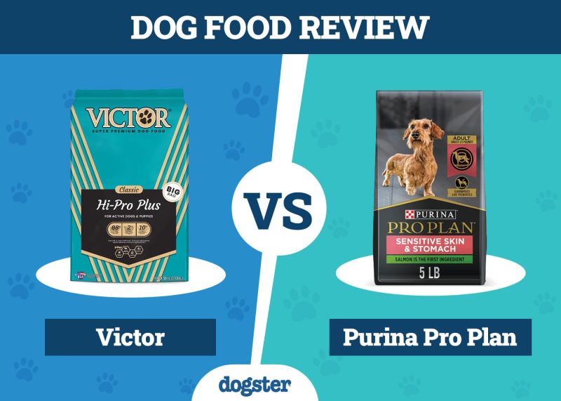 Dogster_Dog Food Victor VS Purina Pro Plan