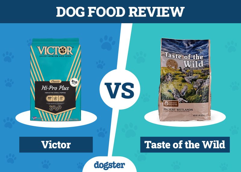 Dogster_Dog Food Victor VS Taste of the Wild