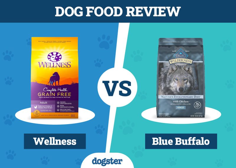Dogster_Dog Food Wellness VS Blue Buffalo
