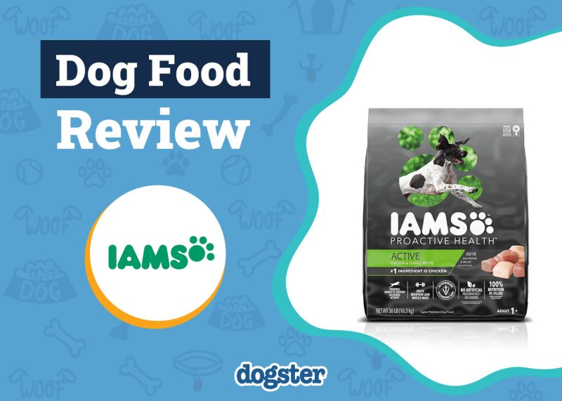 Dogster_Iams Dog Food Review