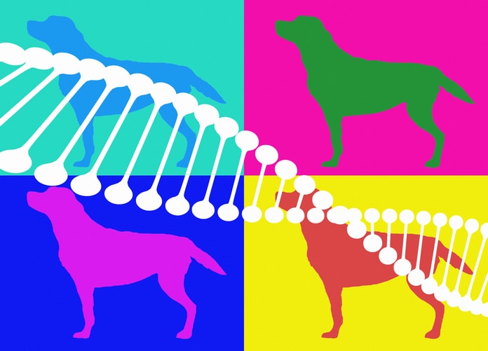 DNA and dogs illustration