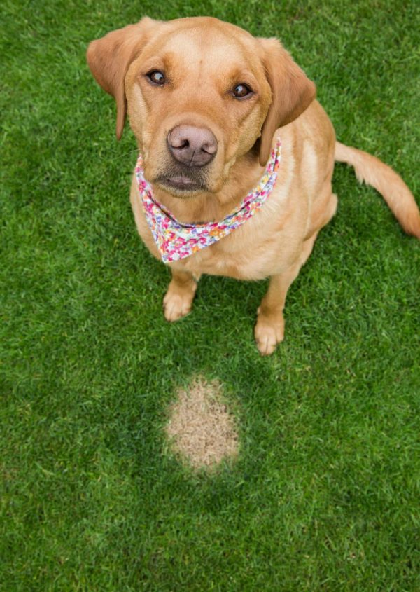 How To Stop Dog Pee From Killing Grass Simple Tips Dogster