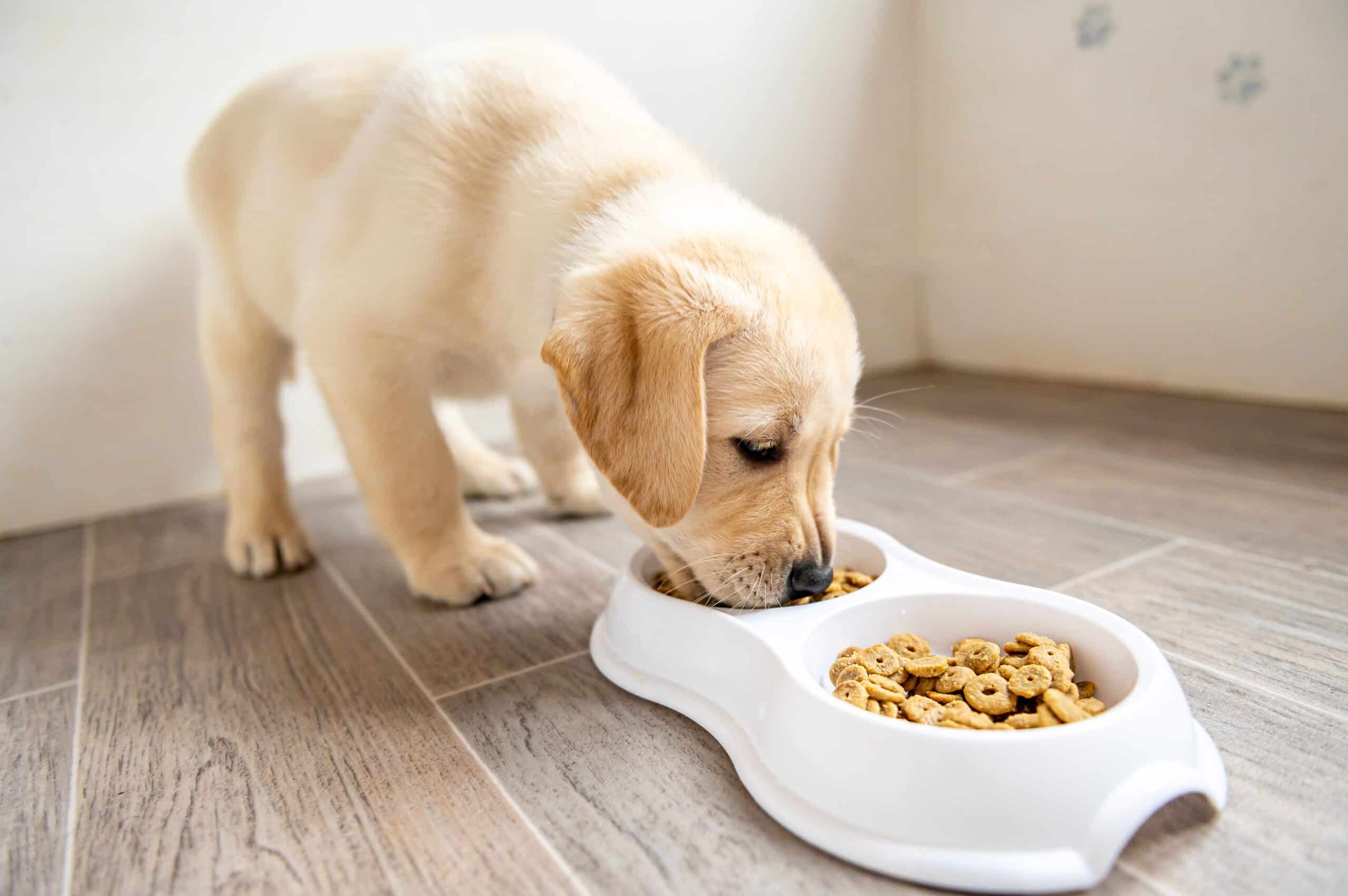 Labrador Retriever Puppy standing and eating from his dog bowl