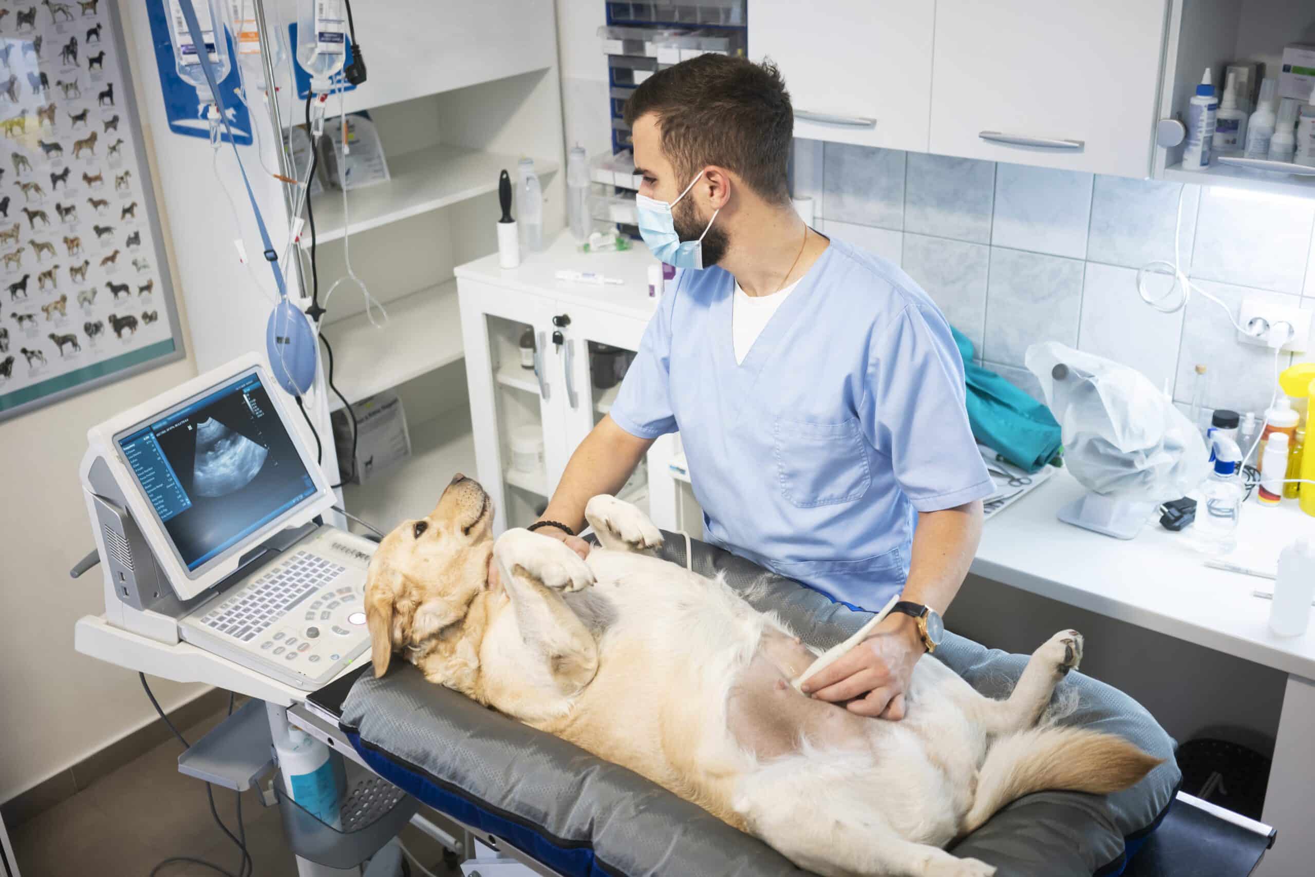 Veterinarian doing ultrasound