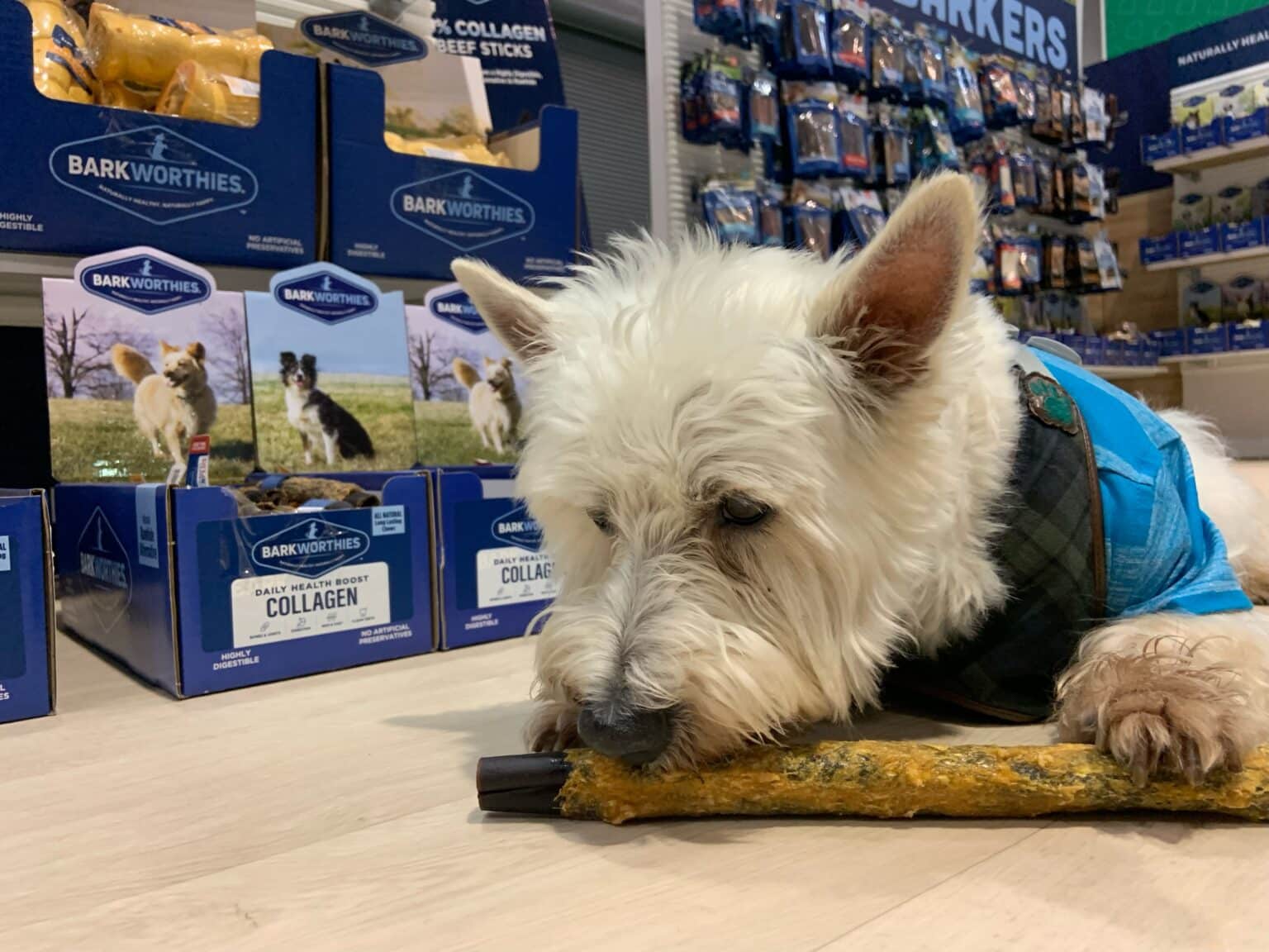 Guide to Rawhide Chews for Dogs and the Latest Alternatives Dogster