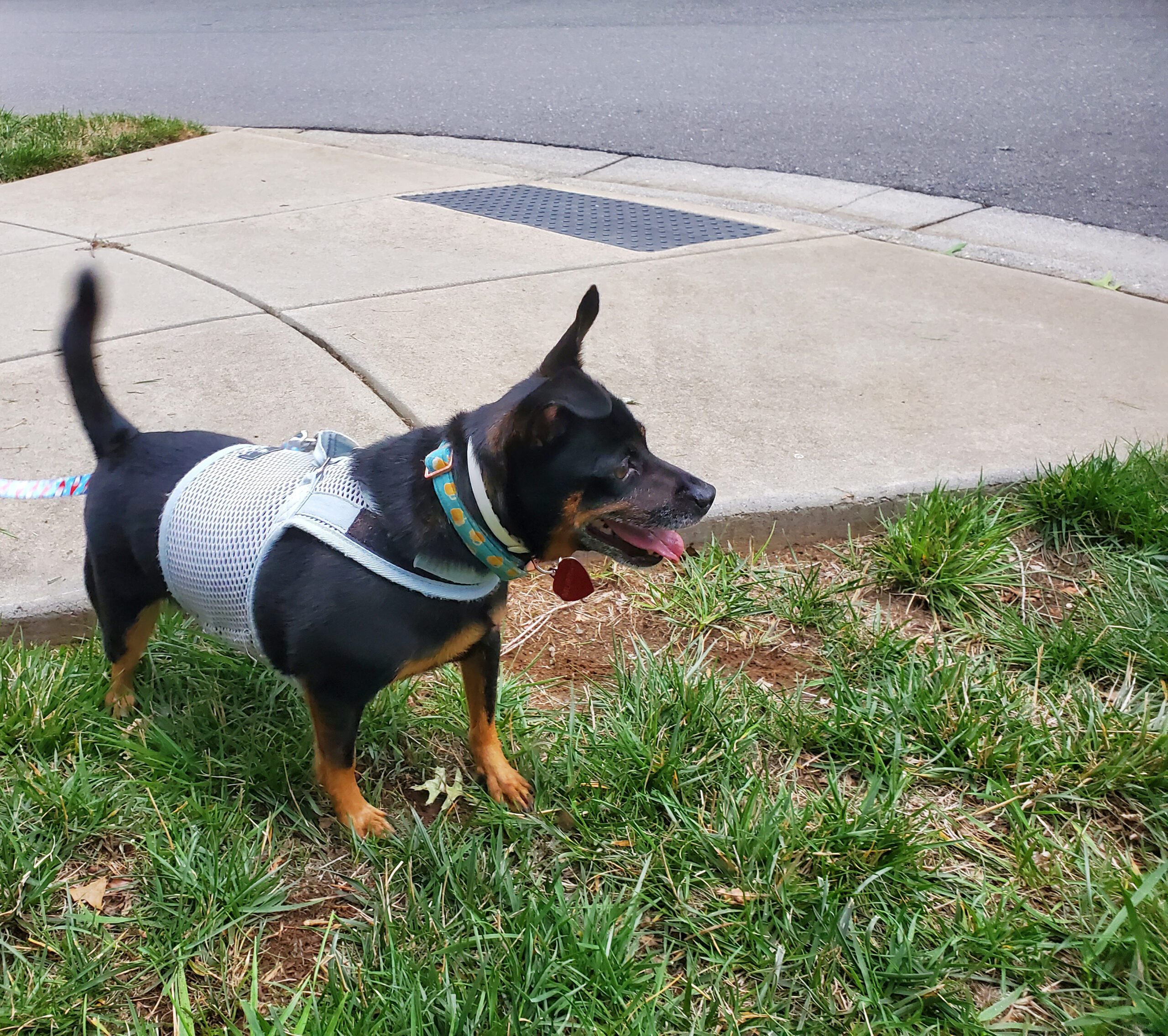 Small dog on leash