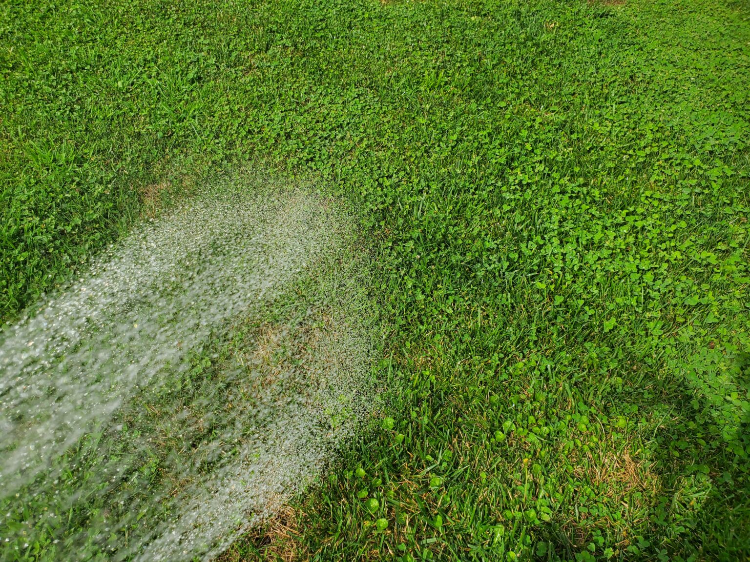 How to Stop Dog Pee from Killing Grass Dogster