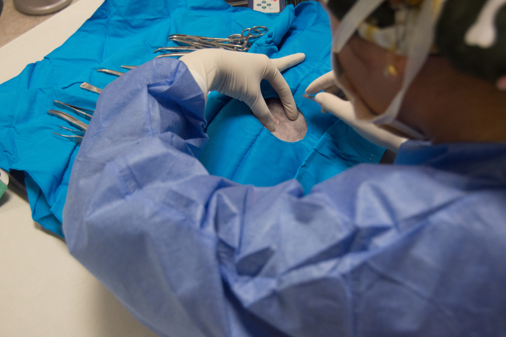Vet about to do a surgery