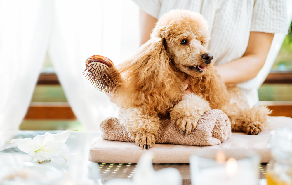 dog being brushed at spa