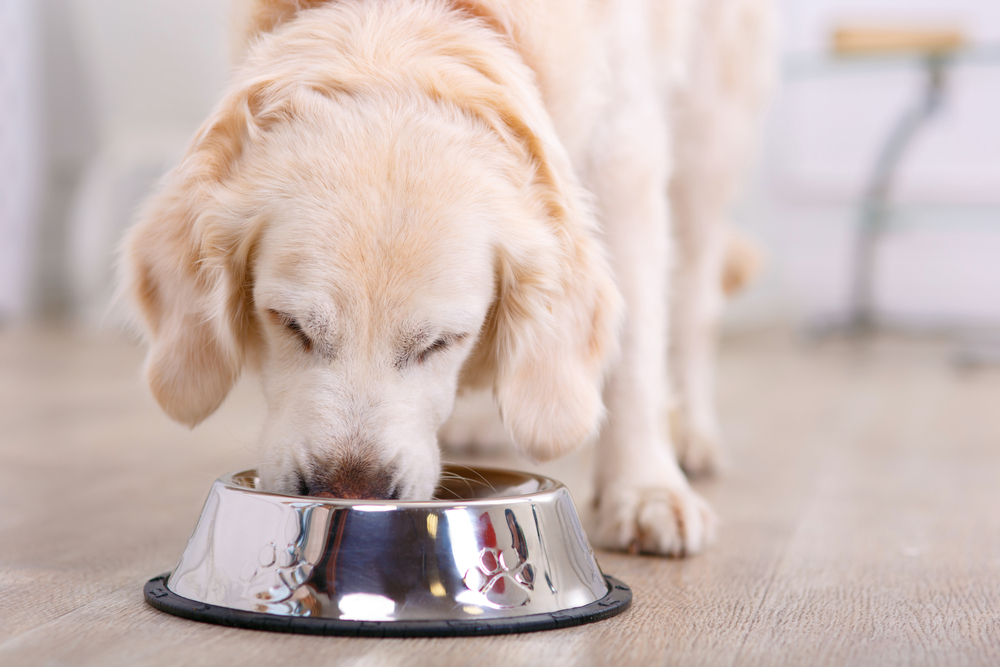 What Is Fish Meal In Dog Food Vet Approved Safety Facts FAQ Dogster