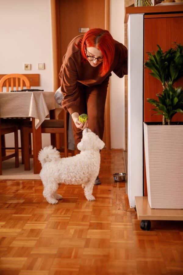 dog treats for overweight dogs