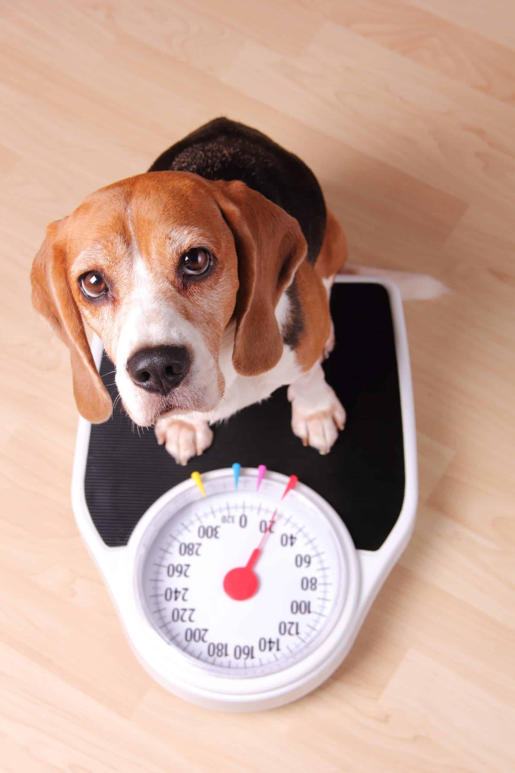 https://www.dogster.com/wp-content/uploads/2022/07/dog-weight-management-food-scaled.jpg